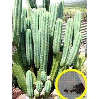 トリコケレウス パチャノイ 多聞柱 Trichocereus Pachanoi の種子 Cts Tcs Trichocereus Pachanoi 多肉植物ワールド 通販 Yahoo ショッピング