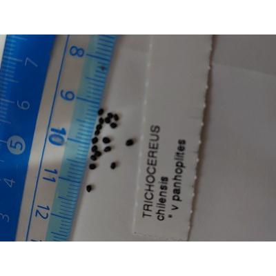 種子15粒 トリコケレウス パンホプリテス(Trichocereus