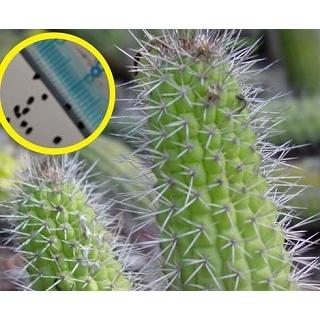 種子20粒 トリコケレウス・テレゴナス 黒鳳 (Trichocereus