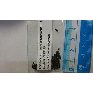 種子15粒 トリコケレウス 勇烈竜(TRICHOCEREUS werdermannianus