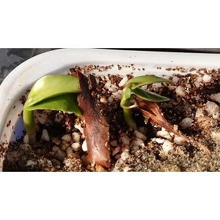 プルメリア種子ミックス（１００種類から抽出）(PLUMERIA RUBRA Mix)｜succulent｜03