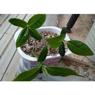 プルメリア様 リクエスト 2点 まとめ商品 プルメリア様 リクエスト 2点 まとめ商品 - メルカリ