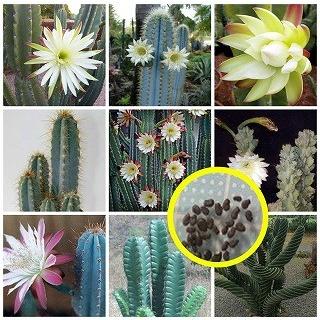 トリコケレウス　種子45種類　10粒ずつセット トリコケレウス 種子45種類 10粒ずつセット