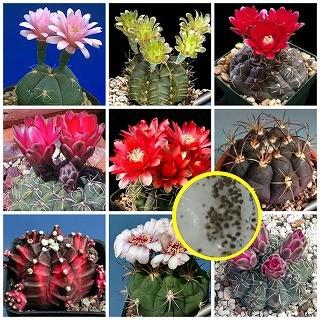 ギムノカリキウム　エリナセウム　14種類15苗セット サボテン：ギムノカリキウム 光琳玉 自根*幅14cm 現品！一品