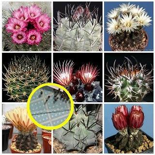種子20粒 ピロカクタス属(Pyrrhocactus)の種子ミックス : 多肉