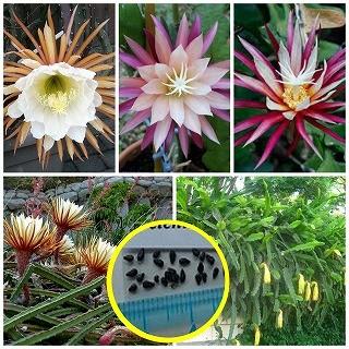 トリコケレウス 種子45種類 10粒ずつセット トリコケレウス 種子45種類