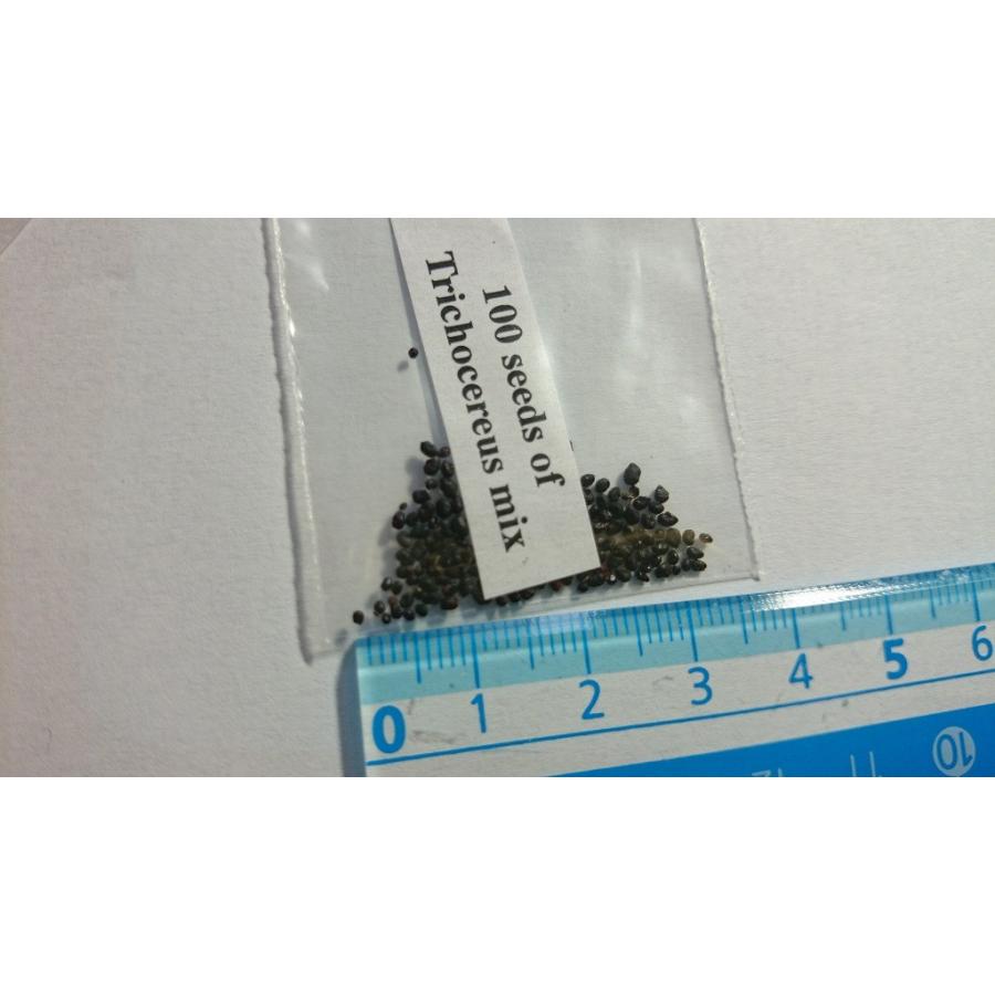 種子20粒 トリコケレウス属(Trichocereus)種子ミックス : 多肉植物