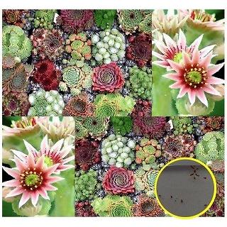 センペルビウム種子ミックス50粒パッケージ : 多肉植物