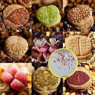 リトープス　種子　大量　まとめて 種子40粒 リトープスの種子ミックス(Lithops Mix) : 多肉植物