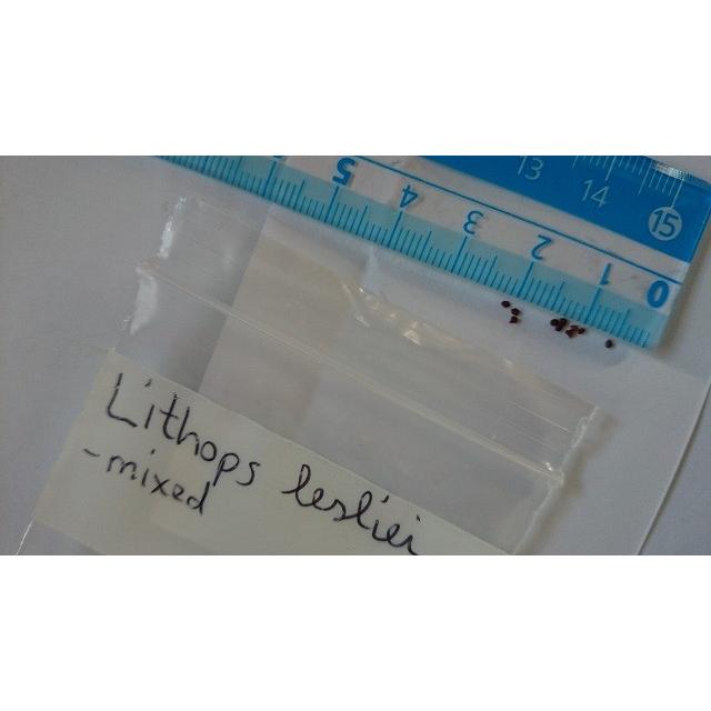 リトープス・レスリー種子ミックス(Lithops lesliei)｜succulent｜02
