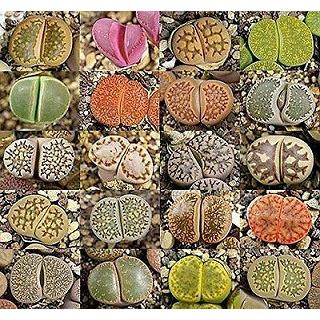 リトープスの種子ミックス100粒 : 多肉植物ワールド - 通販