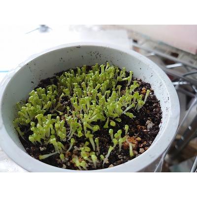 リトープスの種子ミックス100粒 : 多肉植物ワールド - 通販