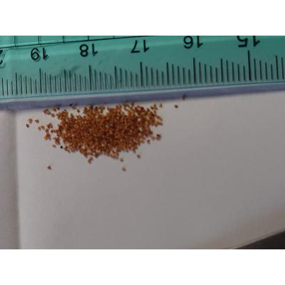 種子40粒 リトープスの種子ミックス(Lithops Mix) : 多肉植物ワールド