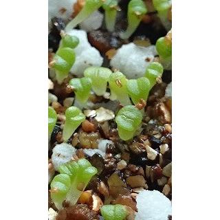 リトープス　種子　大量　まとめて 種子40粒 リトープスの種子ミックス(Lithops Mix) : 多肉植物