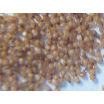 種子40粒 リトープスの種子ミックス(Lithops Mix) : 多肉植物