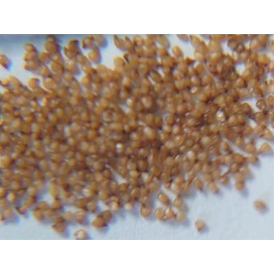 リトープス　種子リスト(注文可能) ① リトープス 種子リスト(注文可能) ① 観葉植物