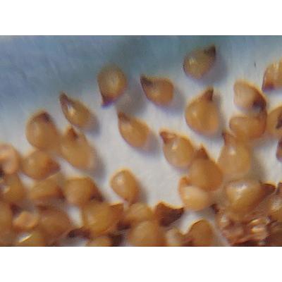 リトープス　種子　大量　まとめて リトープス 種子 大量 まとめて