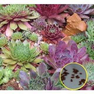 種子20粒 センペルビウムの種子ミックス(Sempervivum Mix) : 多肉植物