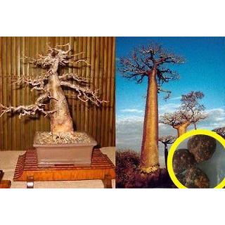 種子30粒 アダンソニア ディギタータ バオバブの木 Adansonia Digitata Msc Ads Adansonia Digitata 30 Pcs 多肉植物ワールド 通販 Yahoo ショッピング