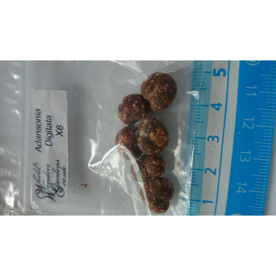 3月入荷 100粒 バオバブ アダンソニア ディギタータ 種 種子 証明書あり2 種子13粒 アダンソニア・ディギタータ(バオバブの木)（Adansonia