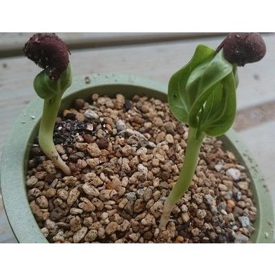 種子13粒 アダンソニア・ディギタータ(バオバブの木)（Adansonia