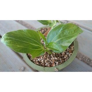種子13粒 アダンソニア・ディギタータ(バオバブの木)(Adansonia 種子13粒 アダンソニア・ディギタータ(バオバブの木)(Adansonia