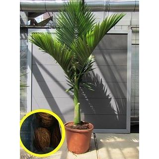 キングパーム　(ユスラヤシ) 希少　送料無料 楽天市場】観葉植物 ユスラヤシ キングパーム 7号鉢 高さ約111cm