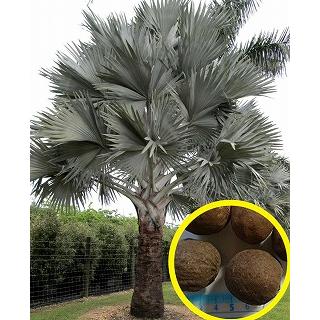 ビスマルキア　ノビリス　シルバー 種子]ビスマルキア ノビリス シルバー Bismarckia nobilis