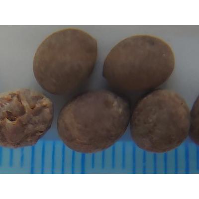 種子10粒 ブラヘア ダルキス ブルー(Brahea dulcis blue) : 多肉植物