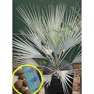 種子30粒 ブラヘア 'スーパーシルバー' (Brahea sp. 'Super 種子30粒 ブラヘア 'スーパーシルバー' (Brahea sp. 'Super