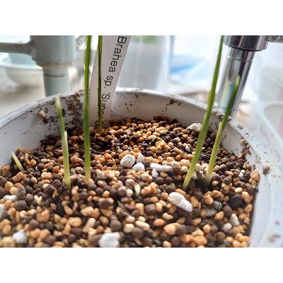 2月入荷 500粒+ ブラヘア スーパーシルバー 種 種子 証明書 アルマータ0 2月入荷 500粒+ ブラヘア スーパーシルバー 種 種子 証明書