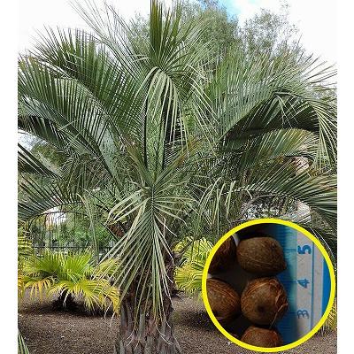 ココスヤシ　(311) 種子50粒 ココスヤシ(Butia yatay) : 多肉植物ワールド - 通販