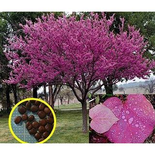 アメリカハナズオウ フォレストパンシー Cercis Canadensis Eastern Redbud Forest Pansy の種子 Msc Cec Cercis Canadensis Forest Pansy 多肉植物ワールド 通販 Yahoo ショッピング