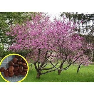 アメリカハナズオウ Cercis Canadensis Eastern Redbud の種子 Msc Cec Eastern Redbud Cercis Canadensis 多肉植物ワールド 通販 Yahoo ショッピング
