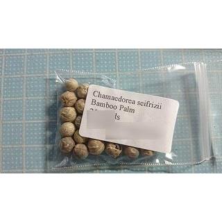 8月入荷 100粒+ チャメドレア ラディカリス 種 種子 証明書あり1308 8月入荷 100粒+ チャメドレア ラディカリス 種 種子 証明書あり