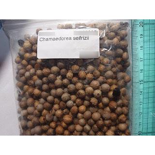 種子20粒 チャメドレア・セイフルジー(Chamaedorea seifrizii