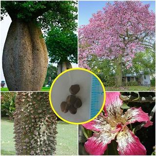 種子50粒 酔っ払いの木 トックリキワタ(パラボラッチョ)(Chorisia