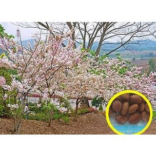 カッシア バケリアナ ピンク シャワーツリー Cassia Bakeriana の種子 Msc Css Cassia Bakeriana 多肉植物ワールド 通販 Yahoo ショッピング
