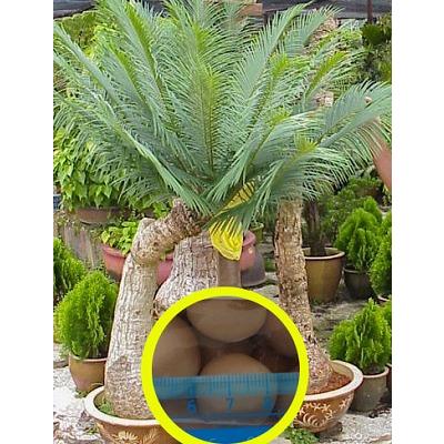 種子7粒 シャムソテツ(サイカス シアメンシス)(Cycas siamensis 種子7粒 シャムソテツ(サイカス シアメンシス)(Cycas siamensis