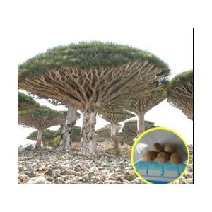 種子50粒 ドラセナ ドラコ 竜血樹 Dracaena Draco Sonicacts Com
