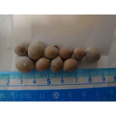 種子10粒 テディベアパーム（ディプシス・ラステリアナ)(Dypsis  