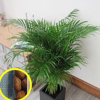 アレカヤシ(コガネタケヤシ(黄金竹椰子))(Dypsis lutescens)の種子