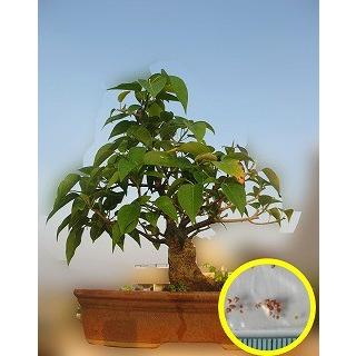 種子20粒 菩提樹(Bodhi Tree (Ficus Religiosa)) : 多肉植物