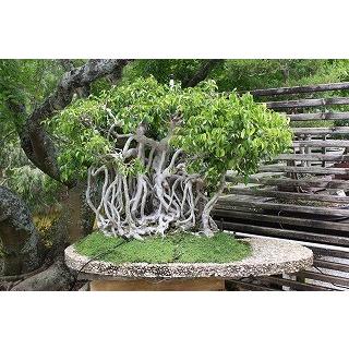 望みを叶える木 フィカス ベンガレンシス ベンガルボダイジュ の種子 Msc Frg Ficus Benghalensis 多肉植物ワールド 通販 Yahoo ショッピング