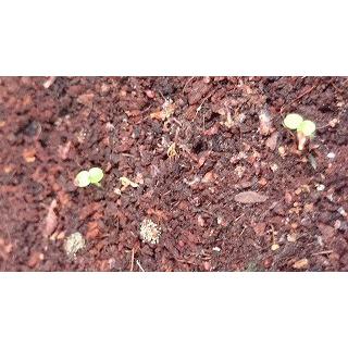 種子１０粒　望みを叶える木　フィカス・ベンガレンシス(ベンガルボダイジュ)｜succulent｜04