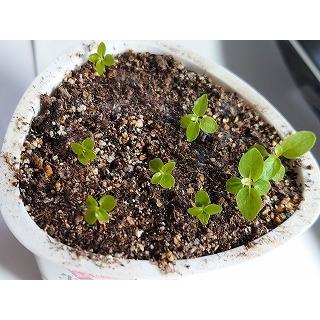 種子10粒 望みを叶える木 フィカス・ベンガレンシス(ベンガル