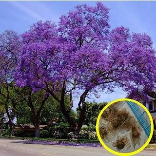 フレッシュなジャカランダ ミモシフォリアの種子 Jacaranda Mimosifolia Msc Jcr Jacaranda Mimosifolia Fresh16 多肉植物ワールド 通販 Yahoo ショッピング