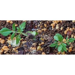 ジャカランダ ミモシフォリア キリモドキ Jacaranda Mimosifolia の種子 Msc Jcr Jacaranda Mimosifolia 多肉植物ワールド 通販 Yahoo ショッピング
