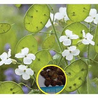 種子15粒　白花　ルナリア　合田草 （ごうだそう）（Lunaria Biennis var. albiflora)｜succulent