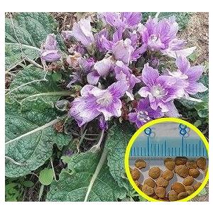 マンドレイク オータムナリス Mandragora Autumnalis の種子 Msc Mdg Mandragora Autumnalis 多肉植物ワールド 通販 Yahoo ショッピング